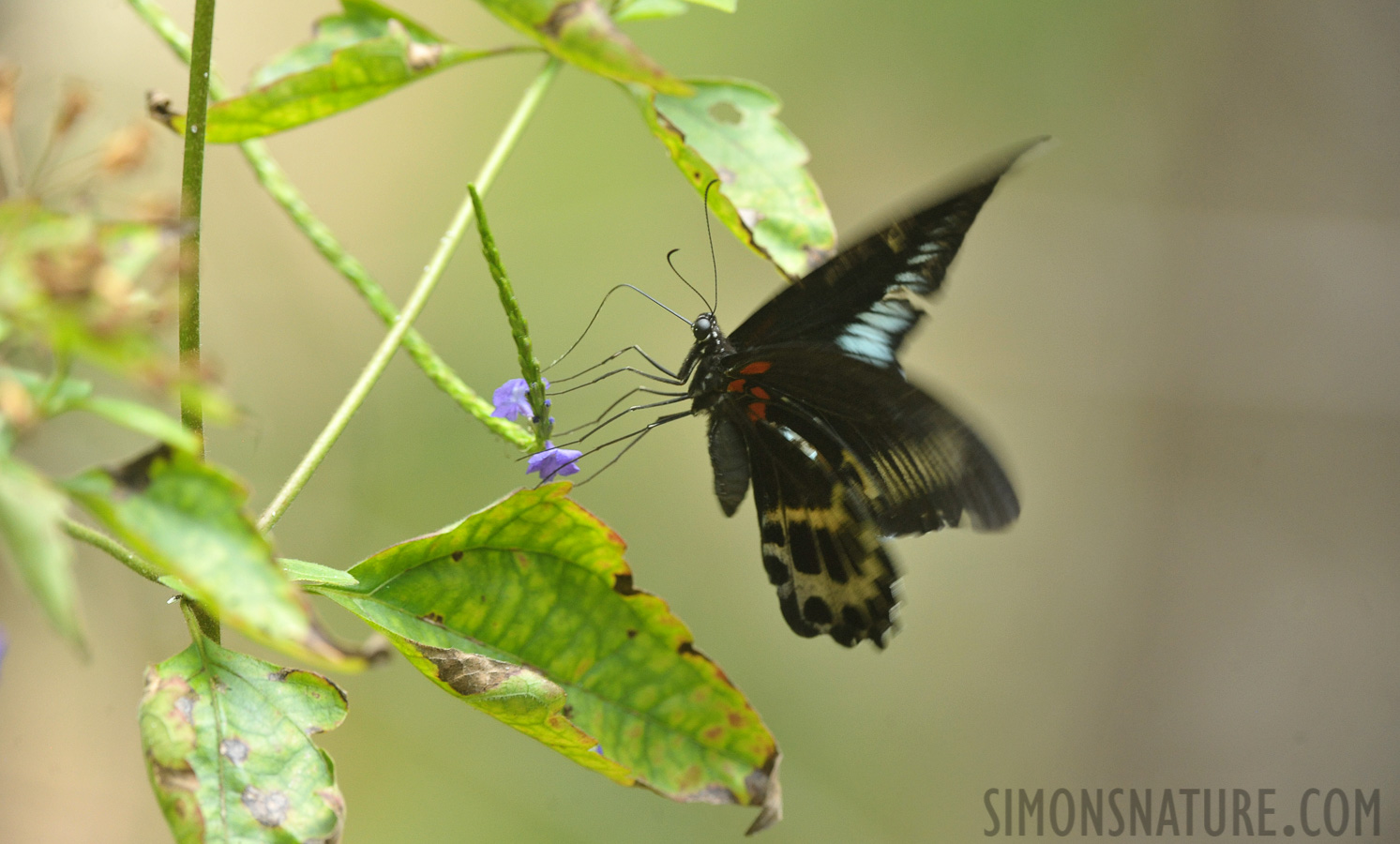 Papilio polymnestor [340 mm, 1/200 sec at f / 7.1, ISO 2500]